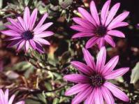 Striking purple flowers