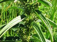 Dioscorea brownii, male plant