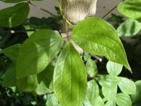 Trifoliate leaves. Photo Geoff Nichols