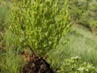 Dioscorea strydomiana (Mervyn Lotter)