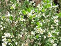 Diosma hirsuta 'Blue Downs'