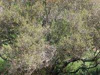 Dispyros austro-africana tree