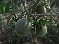 Fruit