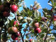 In fruit