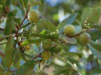 Green fruits