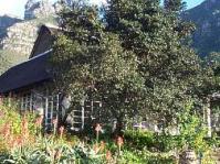 Diospyros whyteana at Kirstenbosch