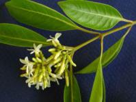 Twig with flowers