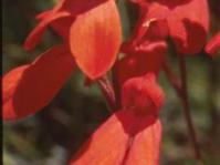 Disa cardinalis
