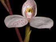 Disa tripetaloides