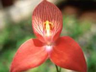 Disa uniflora