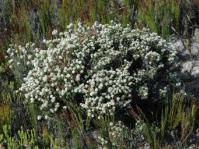 Flowering in the fynbos