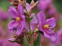 Dissotis canescens