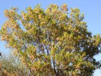 Dodonaea viscosa var. angustifolia