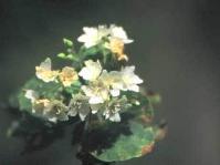 Dombeya autumnalis