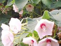 Dombeya burgessiae