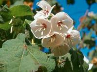 Dombeya pulchra