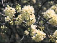 Blossom of Dombeya rotundifolia