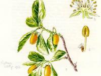 Cythna Letty illustration in Flowering Plants of Africa.