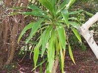Dracaena aletriformis