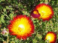 Drosanthemum bicolor blooms