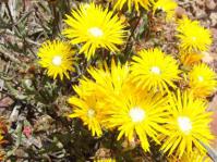 Drosanthemum hallii