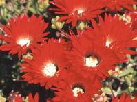 Drosanthemum speciosum