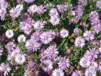 Drosanthemum floribundum