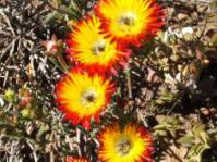 In flower