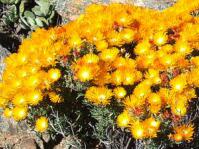 Drosanthemum thudichumii  shrublet