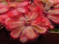 Rosettes of Drosera aliciae