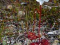 Drosera trinervia palnt in situ