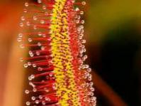 Drosera capensis leaf
