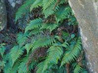 Polystichum sp.