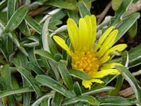 Dymondia margaretae foliage