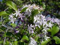 Ehretia rigida in flower. Image Geoff Nicols