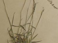 Ehrharta calycina