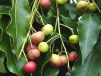 Fruit (Photo Geoff NIchols)