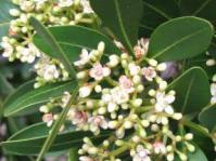 Flowers and berry