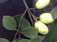 Fruit of E. croceum