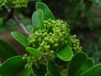 Elaeodendron transvaalense. Image copyright Geoff Nichols