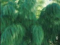 Elegia capensis
