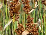 Male in flower