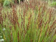 E. nuda mixed male and female plants