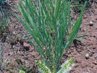 Elephantorrhiza elephantina - an individual flowering branch projecting from the ground