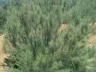 Mature adult bush with many upright branches