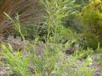 Empleurum unicapsulare