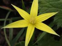 Empodium elongatum (David Styles)