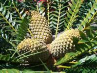 Female cones of E. altensteinii