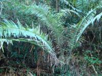 Encephalartos aplanatus cycad