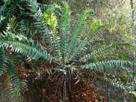 Encephalartos arenarius